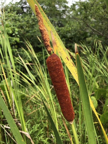 Typha × provincialis (Typha × provincialis)