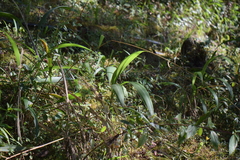 Setaria palmifolia