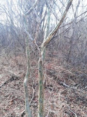 Burseraceae