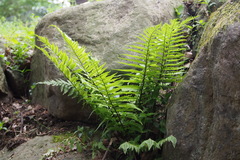 Dryopteris uniformis