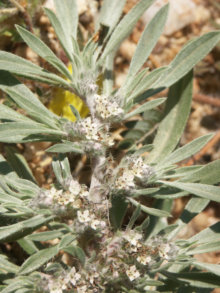 Wellstedia dinteri from Karas Region, Namibia on May 27, 2006 at 1132