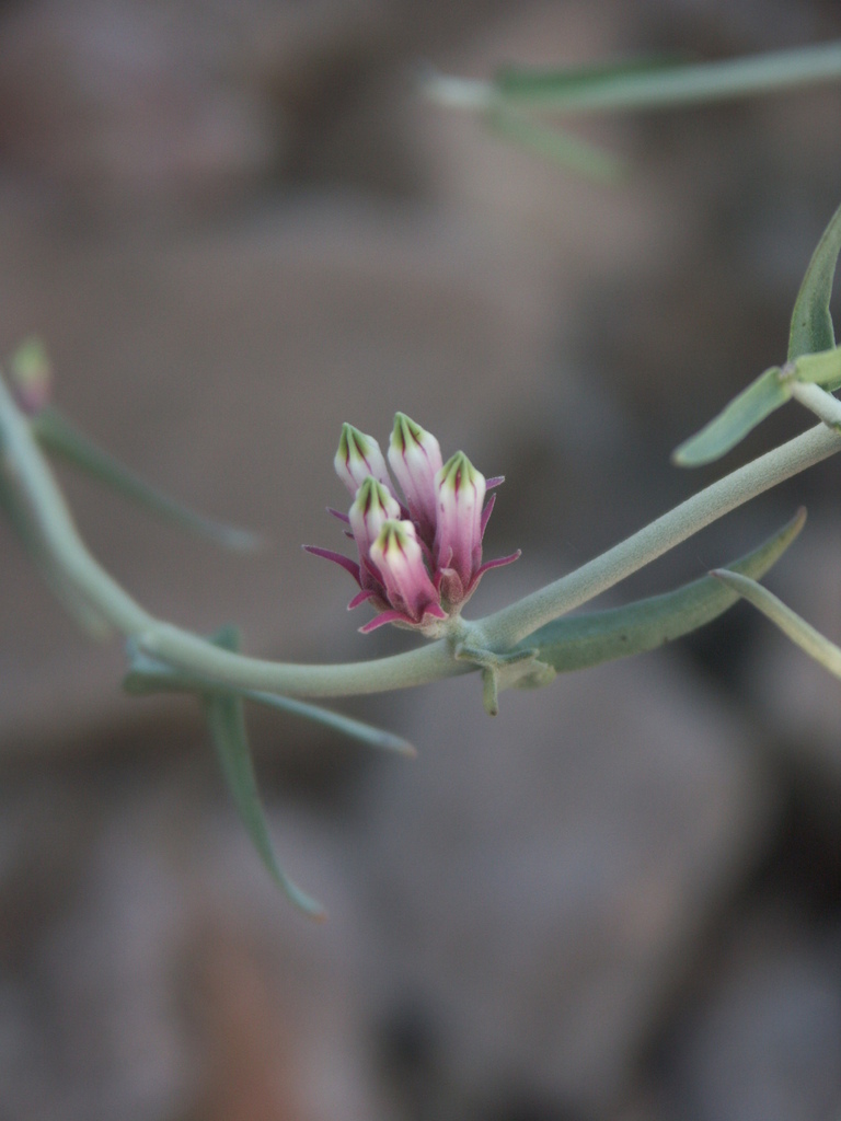Grey Minimouth from Karas Region, Namibia on May 30, 2006 at 1140 AM