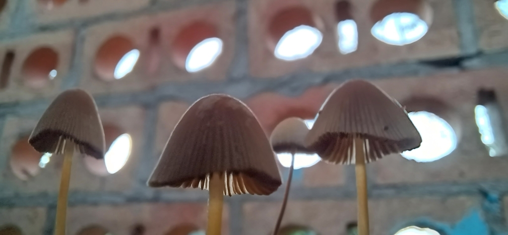 Conocybe tenera · December 2023 · photo: © riveraed (iNaturalist, cc-by)