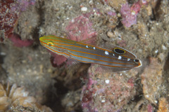 Koumansetta rainfordi