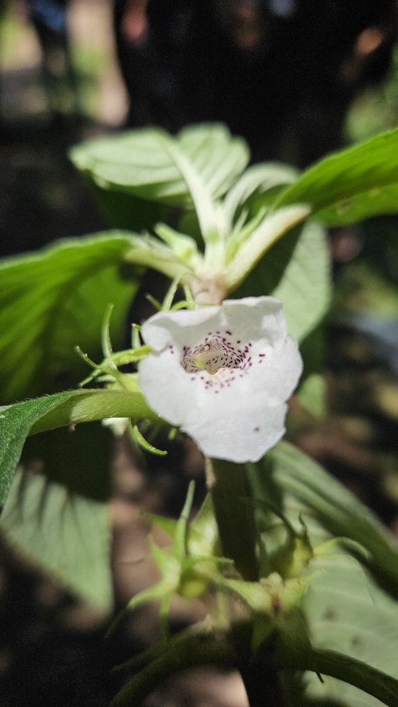 Sinningia schiffneri, SP-122, km 50,6 sul - Paranapiacaba, Santo André - SP, Brasil