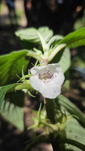 Sinningia schiffneri