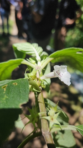 Sinningia schiffneri