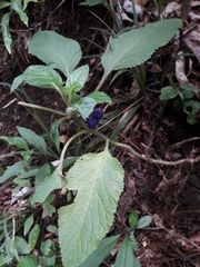 Lobelia physaloides