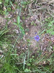 Sisyrinchium pruinosum