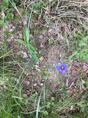 Sisyrinchium pruinosum