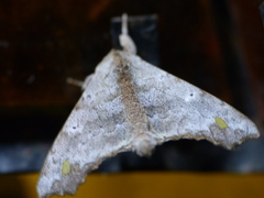 Olceclostera magniplaga
