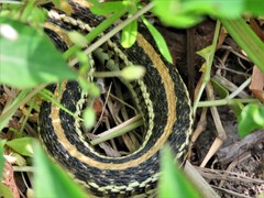 Thamnophis sirtalis annectens