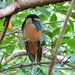 Boat-billed Heron - Photo (c) terrycarr, some rights reserved (CC BY-NC)
