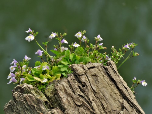 Mazus pumilus