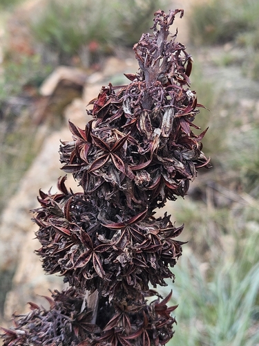 Image of Kalanchoe thyrsiflora by (c) Nic Knott-Craig, some rights reserved (CC BY-SA)