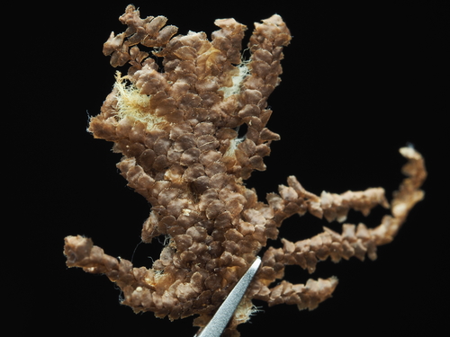 Ceratolejeunea coarina