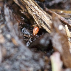Lygaeus kalmii