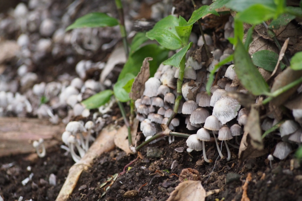 Coprinellus disseminatus · April 2016 · photo: © harumkoh (iNaturalist, cc-by)