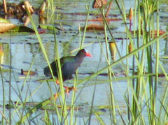 Porphyrio alleni