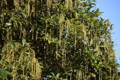 Citharexylum