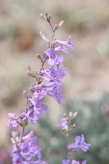 Penstemon fendleri