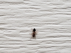 Crematogaster ashmeadi