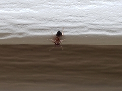 Crematogaster ashmeadi