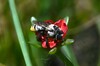 Ptilothrix heterochroa - Photo (c) Santiago Mailhos, some rights reserved (CC BY-NC), uploaded by Santiago Mailhos