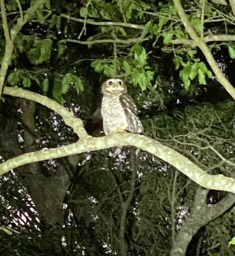 White-browed Owl (Athene superciliaris), photo 6