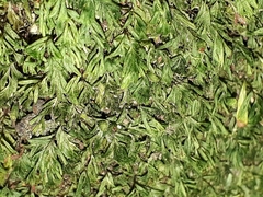 Hymenophyllum minimum