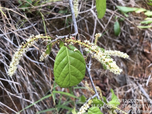 Coccoloba arborescens