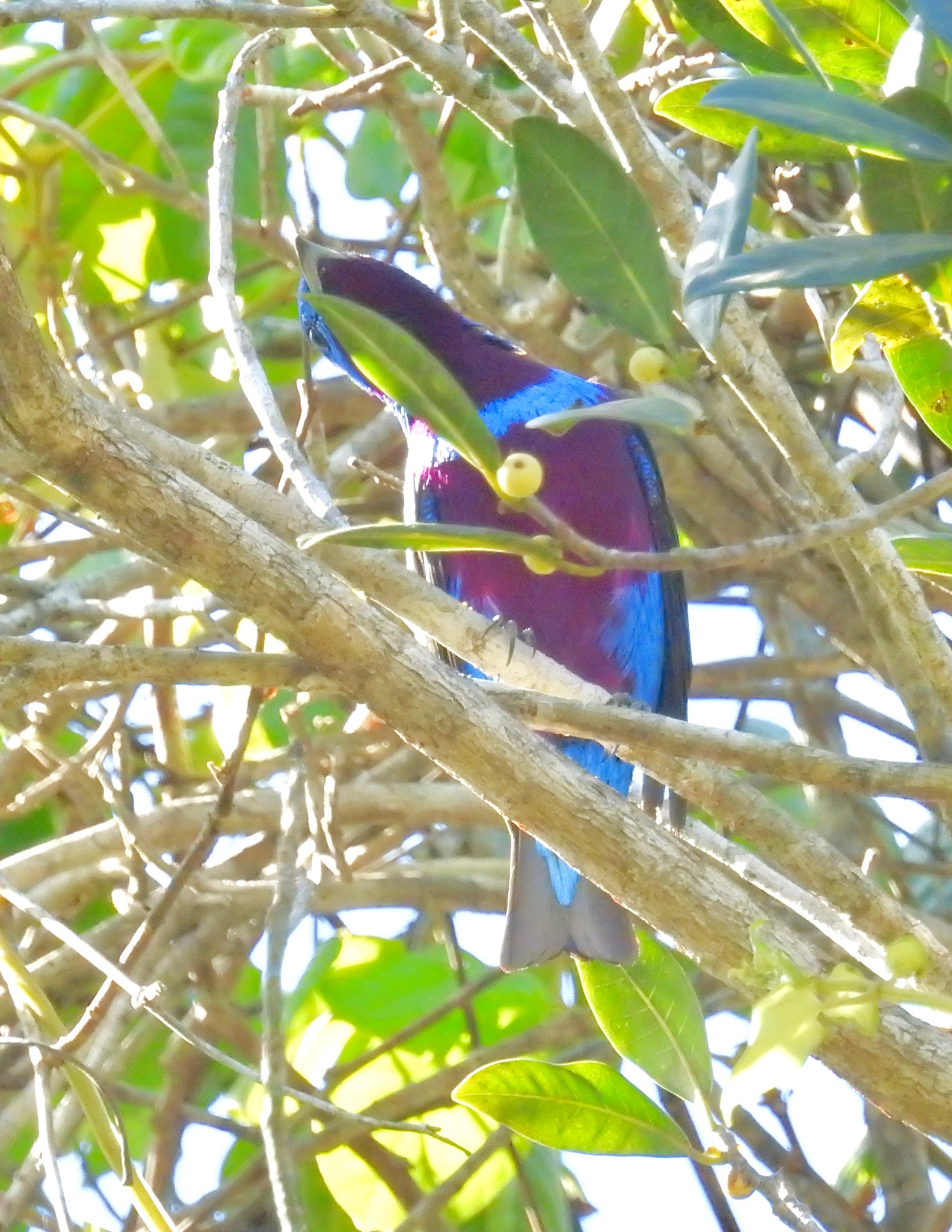 Banded Cotinga (Cotinga maculata), photo 2