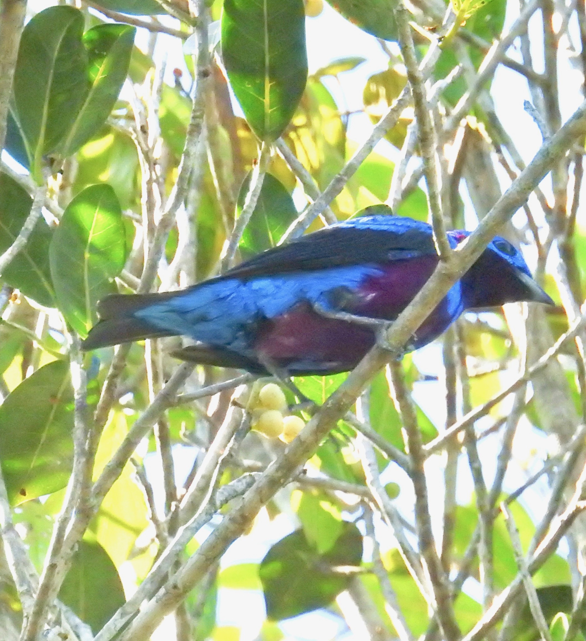 Banded Cotinga (Cotinga maculata), photo 3