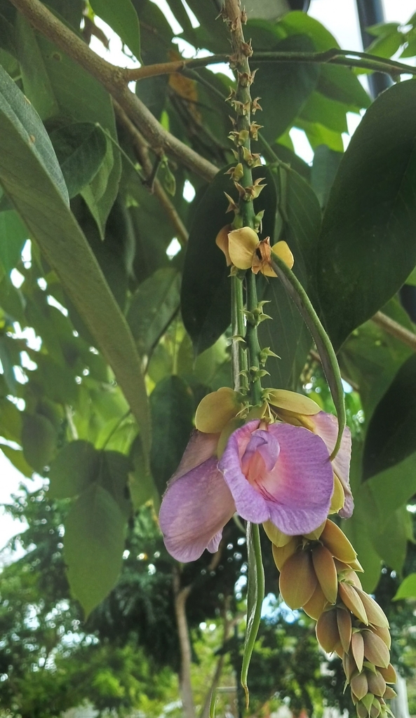 Philippine pigeonwings (Clitoria fairchildiana)