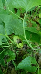 Aristolochia paecilantha