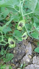 Aristolochia paecilantha