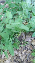 Aristolochia paecilantha