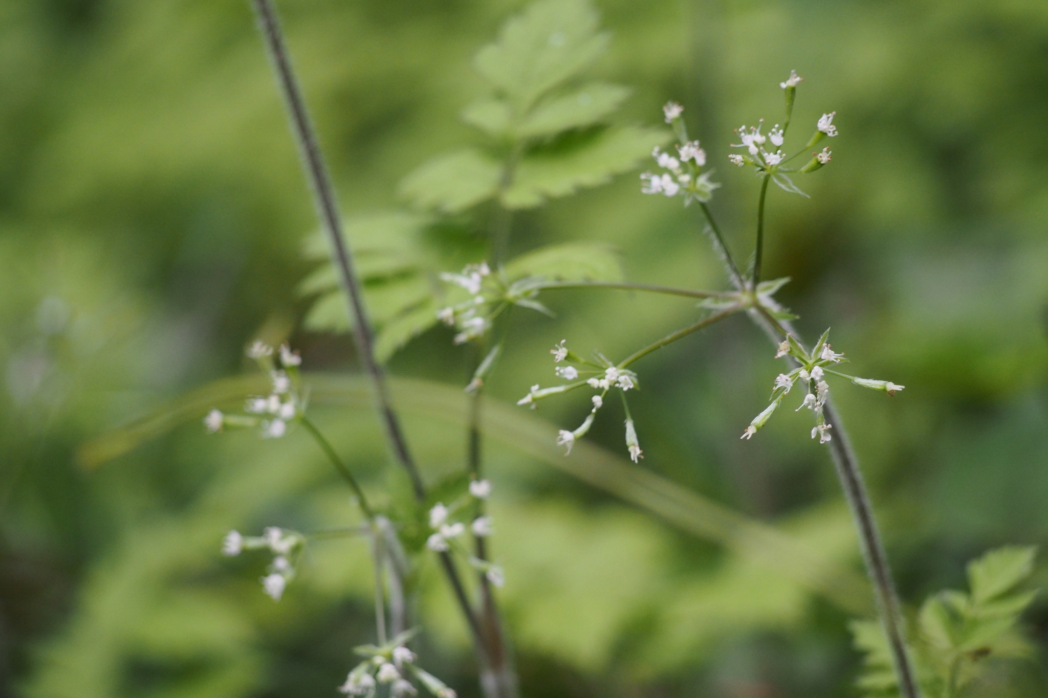 Osmorhiza aristata