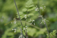 Osmorhiza aristata