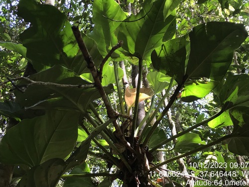 shortstem philodendron
