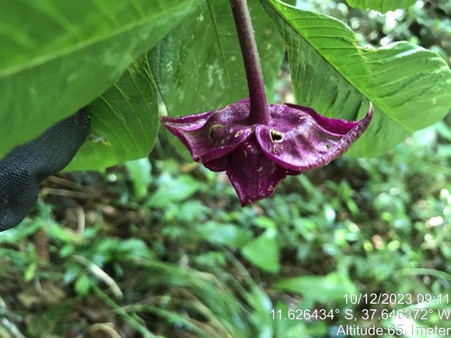 Palicourea colorata