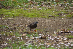 Spodiopsar cineraceus