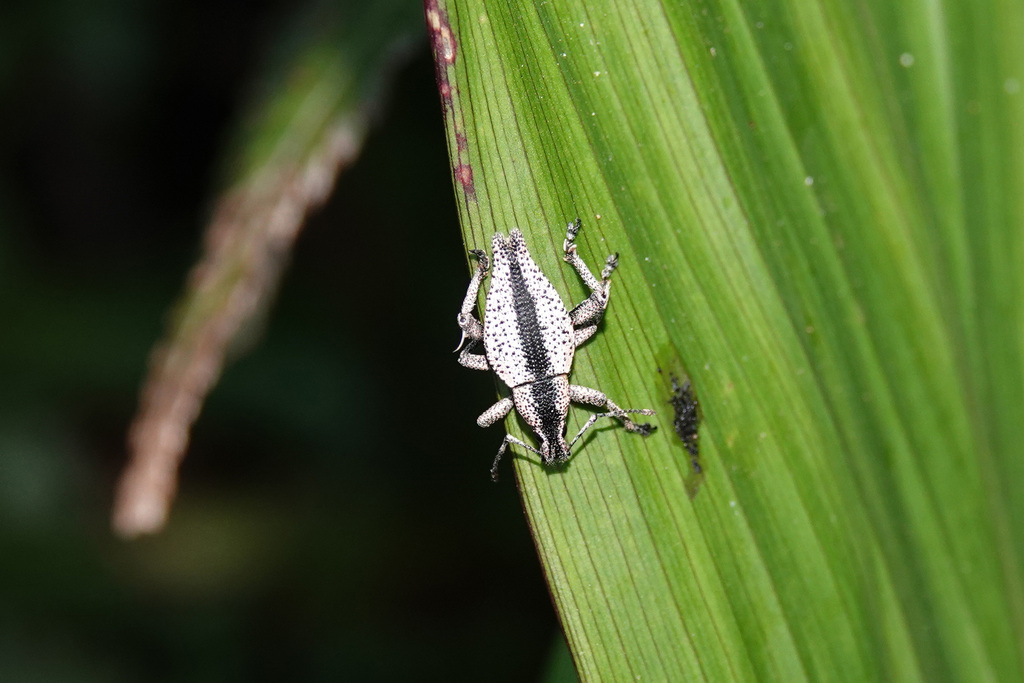 Elytrurus risbeci