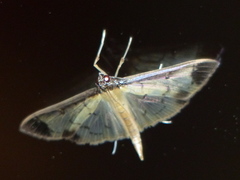 Eulepte