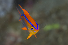 Neoglyphidodon crossi