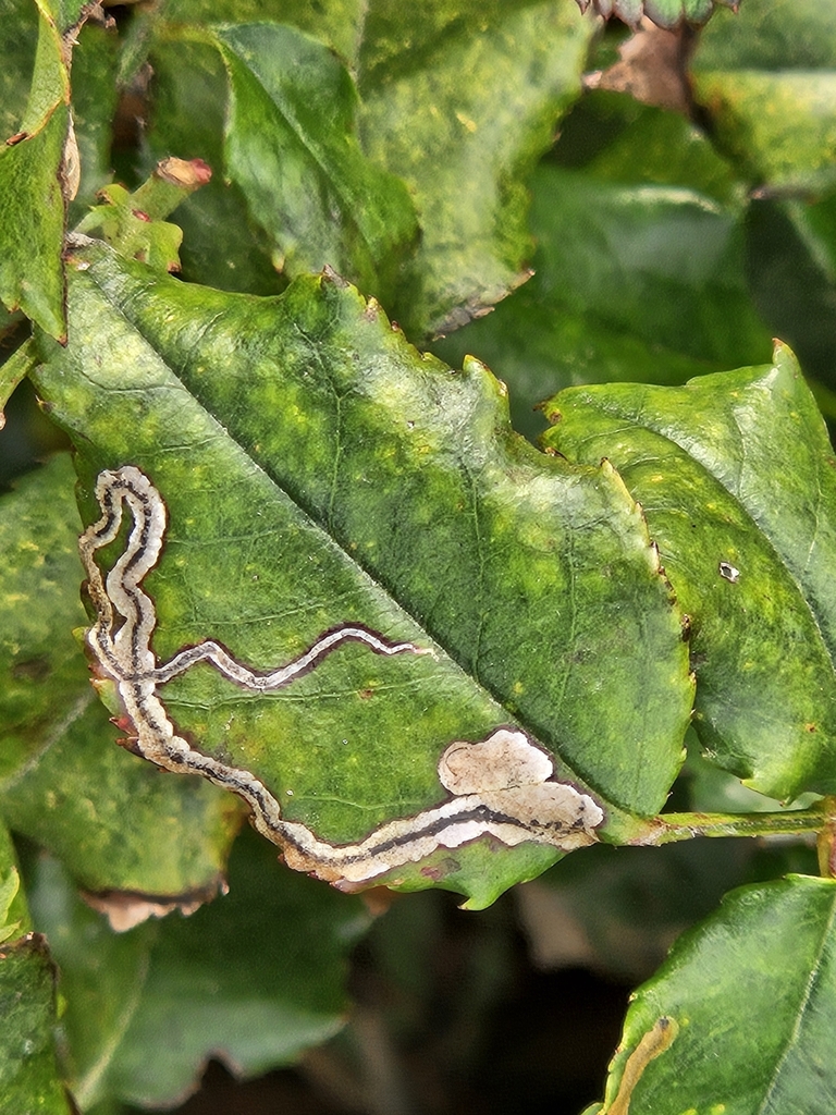 Narrow-barred Pigmy