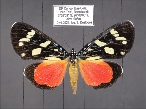 Heraclia aemulatrix
