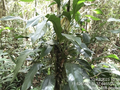 Rhodospatha oblongata