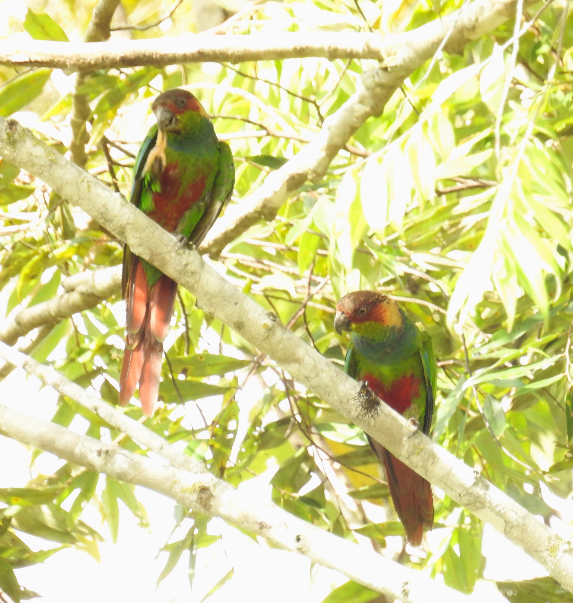 Ochre-marked Parakeet (Pyrrhura cruentata), photo 8