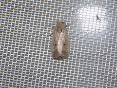 Elaphria fuscimacula